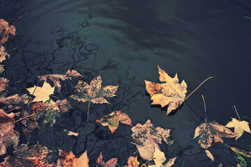 autumn leaves in the water
