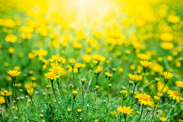 Field of beauty yellow Dahlberg daisy in the garden. Beautiful blooming flowers fields background in spring season. Flower Wallpaper background
