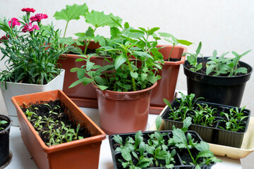 background of flora pot plants at home, domestic gardening concept