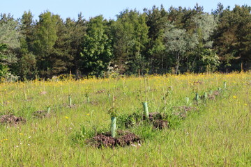 Rows of newly planted Trees in a Nature Reserve, County Durham, England, UK.