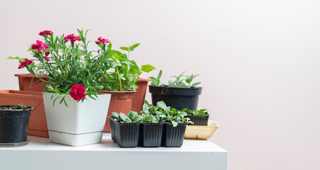 Fototapeta na wymiar a home plants in the pots, organic domestic garden concept