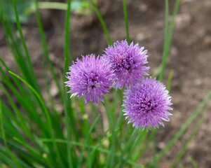 Chives. Onion plant blossoming.