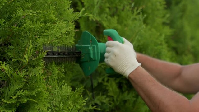 Coniferous trees are trimmed with an electric hedge trimmer to fit the shape. A man cuts a thuja with a trimmer