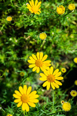 Field of beauty yellow Dahlberg daisy in the garden. Beautiful blooming flowers fields background in spring season. Flower Wallpaper background