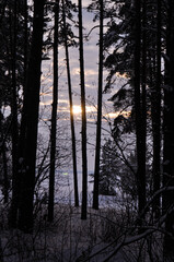 sunset in the forest