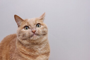 A red-haired smiling cat on a gray background. Funny cat.