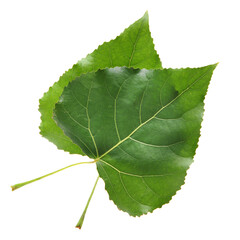 Poplar leaf on white background