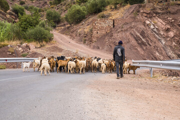Obraz premium Shepherd with a Flock of Sheep