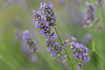 lavandin