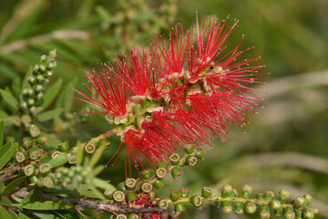 callistemon