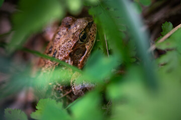 frog in forest