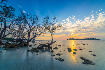 Beauty sunrise  rock and mangrove tree   in batam island