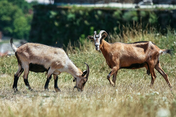 Goat on the meadow