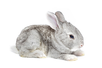 Small young rabbit cut out on a white background. Authentic farm series.