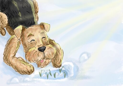 Airedale terrier dog looking for snowdrops early spring illustration 