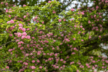 Obraz na płótnie Canvas Crataegus laevigata, known as the midland hawthorn, English hawthorn, woodland hawthorn or mayflower during springtime blossom. Closeup on a tree branches.