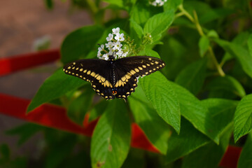 butterfly on leaf