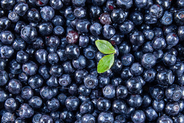 Forest Blueberry textured background. Freshly picked wild blueberries. Wild Blueberry also called forest blackberry.