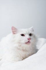 fluffy cat on soft blanket isolated on grey