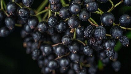 Healthy elder berries fruit