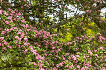 Obraz na płótnie Canvas Crataegus laevigata, known as the midland hawthorn, English hawthorn, woodland hawthorn or mayflower during springtime blossom. 