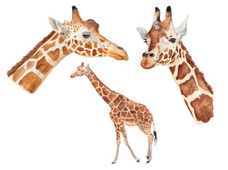 Giraffe, an animal artiodactyl mammal. Set. Isolated on a white background. Watercolor illustration.