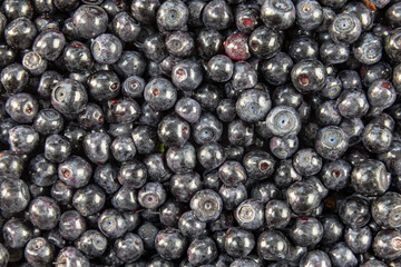 Forest Blueberry textured background. Freshly picked wild blueberries. Wild Blueberry also called forest blackberry.