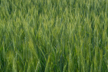 green wheat field