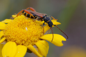 Round-necked longhorn (Stenopterus rufus) on a flower