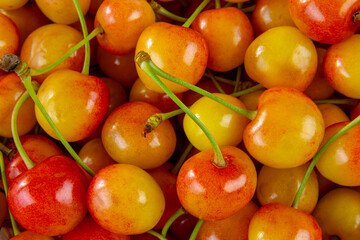 Naklejka na ściany i meble Yellow and orange large cherry background with close up on several berries.