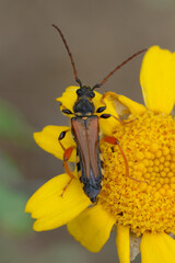 Round-necked longhorn (Stenopterus rufus) on a flower