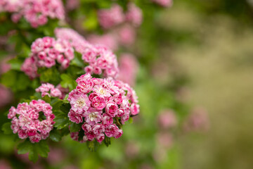 Crataegus laevigata, known as the midland hawthorn, English hawthorn, woodland hawthorn or mayflower during springtime blossom. Closeup on a tree branches.
