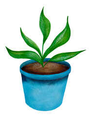 Potted plants. Home, comfort. Isolated on a white background. Watercolor illustration.