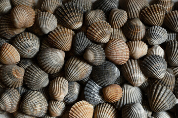 Brown and gray seashells as a natural summer background, top view