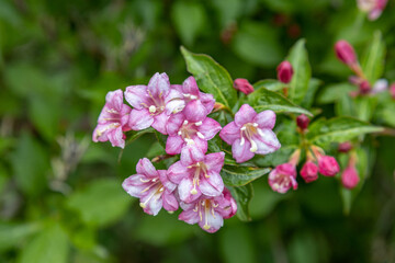 Beauty bush closeup on a branch of pink bell shaped flowers. (Linnaea amabilis) Weigela. Springtime lush foliage series.
