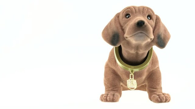 Bobblehead dachshund, a toy dachshund wagging his head. In Germany named wackeldackel sits in front of white background. Copy space for product placement. Endless loop.