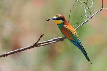 European bee-eater (Merops apiaster), colorful bird on a branch with insect in its large beak.