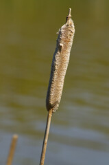 Cattail Reeds near the Water