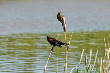 A Red-Winged Blackbird Couple on some Reeds