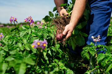 Farmers hands with freshly harvested vegetables