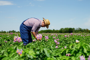 Farmer Inspecting Potato Crop In Field