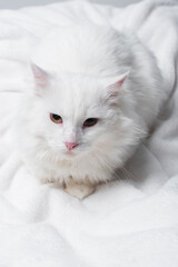 top view of white fluffy cat on soft blanket