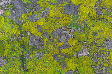 Stone rock texture with green yellow moss and lichen Norway.