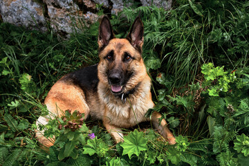 Cute friendly purebred dog in tall green grass is enjoying life and walking. Charming black and red German Shepherd is resting in grass and looking carefully ahead.