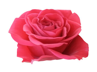 Digital illustration. Pink rose flower, bud. Plant, nature, decor, decoration, gift, wedding. Isolated on a white background.