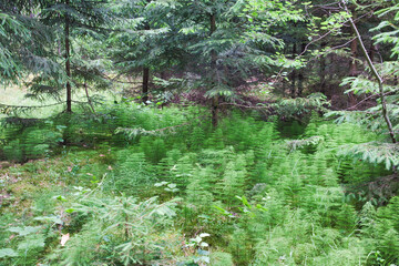 Fototapeta premium Nahaufnahme von Wald-Schachtelhalm (Equisetum sylvaticum) auf dem Waldboden in einem Nadelwald, Thüringen, Deutschland