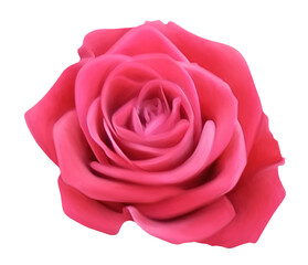 Digital illustration. Pink rose flower, bud. Plant, nature, decor, decoration, gift, wedding. Isolated on a white background.