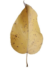 Digital illustration. Autumn leaf fallen from the tree. Autumn, nature, trees. Isolated on a white background.