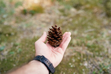 Brown spruce cone on a man palm. Close-up