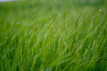 green grass in the wind
